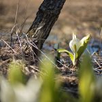 水芭蕉 ミズバショウ Lysichiton camtschatcense Schott