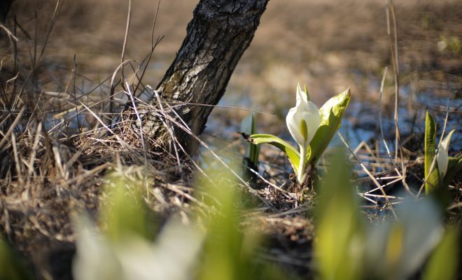 水芭蕉 ミズバショウ Lysichiton camtschatcense Schott